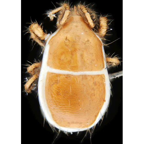 Семейство Rhodacaroidea фото