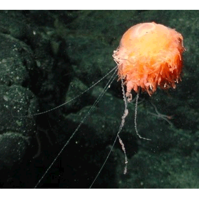 Семейство Rhodaliidae  фото