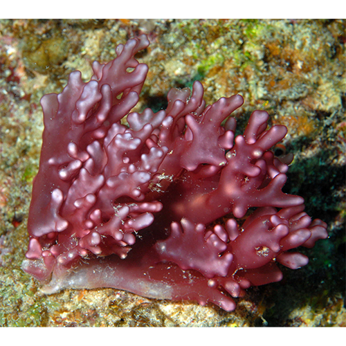 Отряд Rhodogorgonales фото