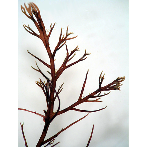 Семейство Rhodophysemataceae фото