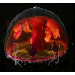 Семейство Rhopalonematidae  фото