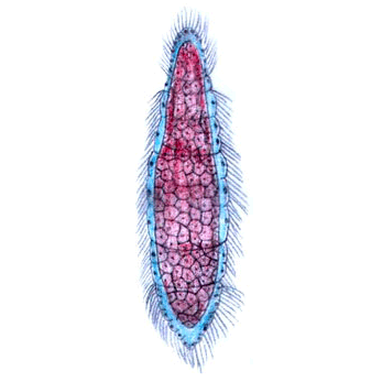 Семейство Rhopaluridae  фото