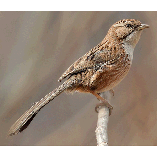Род Rhopophilus  фото