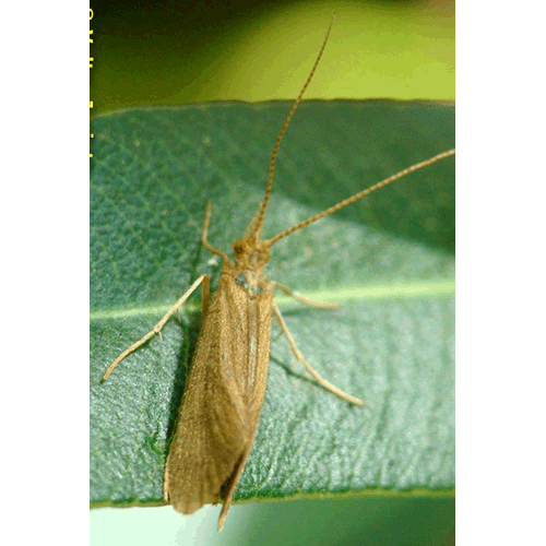 Семейство Rhyacophiloidea фото