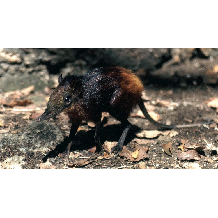 Золотистая хоботковая собачка (Rhynchocyon chrysopygus) Фото №2