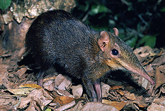 Rhynchocyon cirnei stuhlmanni