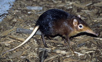 Rhynchocyon petersi petersi