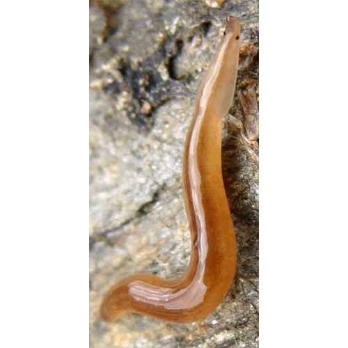 Семейство Rhynchodemidae  фото