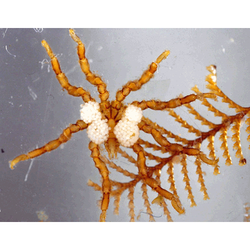 Семейство Rhynchothoracidae фото