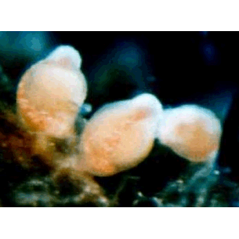 Семейство Rhysiidae  фото