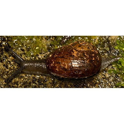 Семейство Rhytidoidea  фото