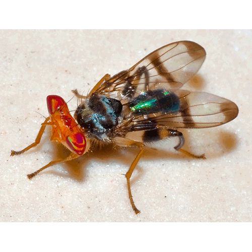Семейство Richardiidae фото