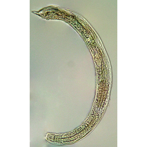 Семейство Richtersiidae  фото