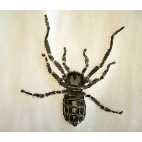 Семейство Ricinoidoidea фото
