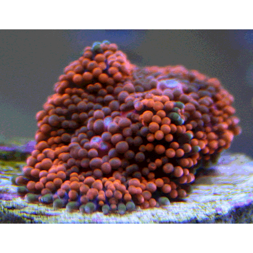 Семейство Ricordiidae  фото