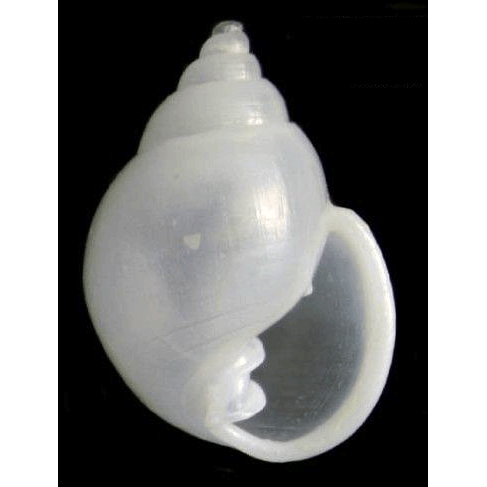 Семейство Ringiculoidea  фото