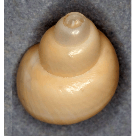 Семейство Rissoelloidea  фото