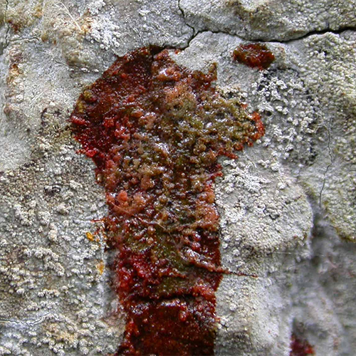 Семейство Roccellographaceae фото