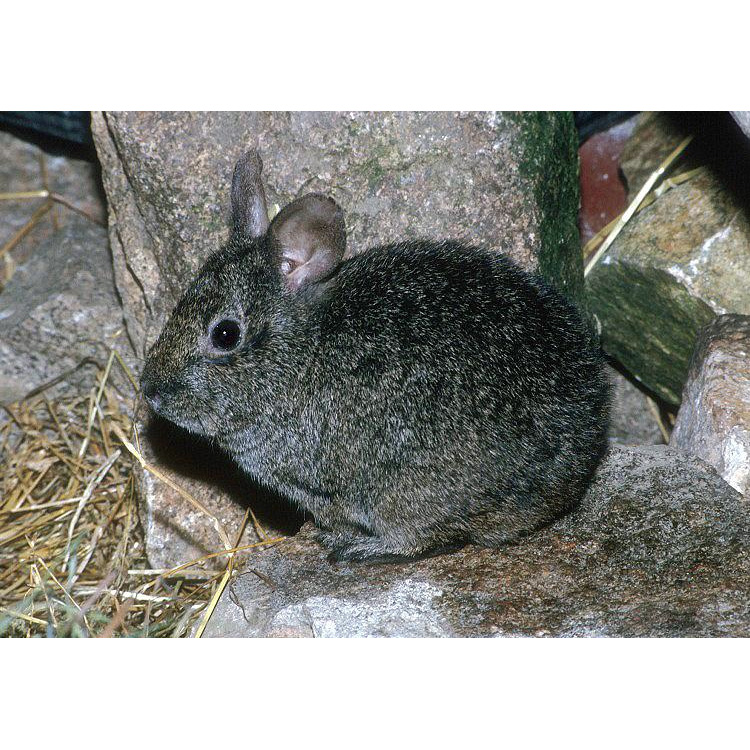 Бесхвостый кролик (Romerolagus diazi) Фото №4