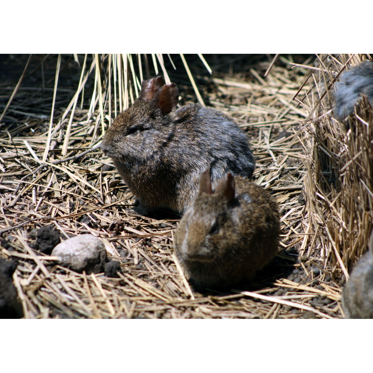 Бесхвостый кролик (Romerolagus diazi) Фото №8
