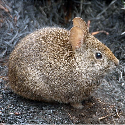 Бесхвостый кролик (Romerolagus diazi) Фото №1