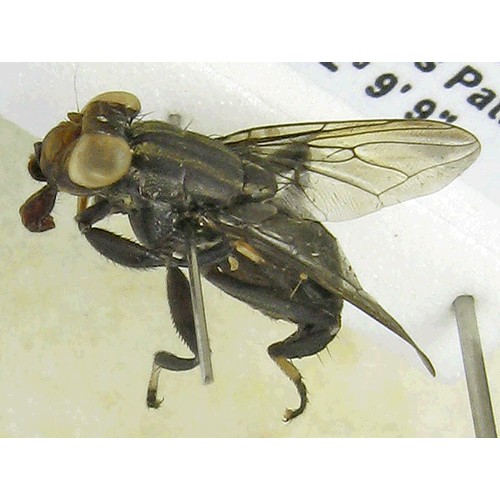 Семейство Ropalomeridae фото