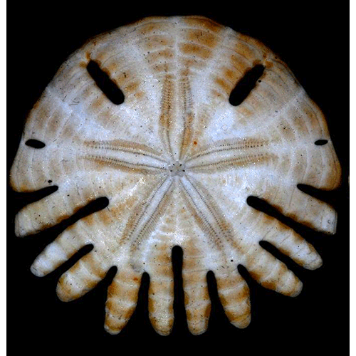 Семейство Rotulidae  фото