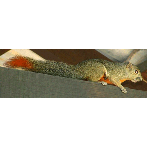 Род Rubrisciurus  фото
