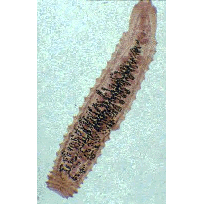 Семейство Rugogastridae  фото