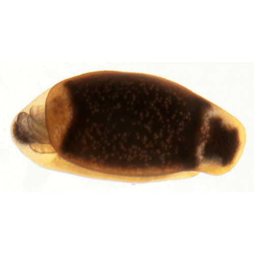 Семейство Runcinoidea  фото