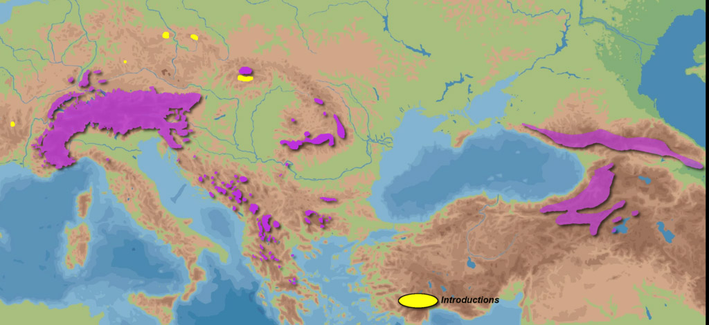 Rupicapra rupicapra Ареал обитания на карте