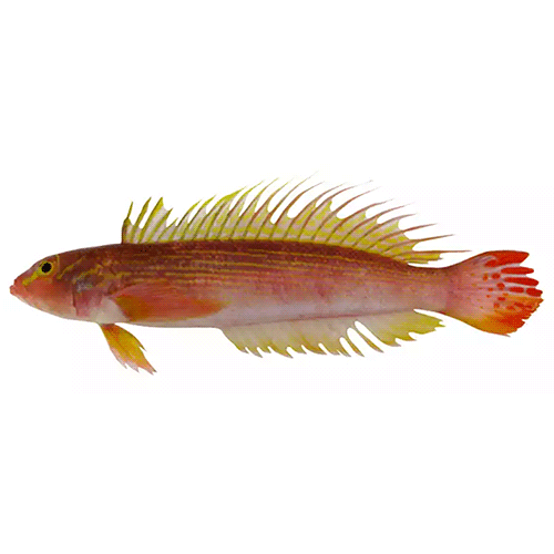 Род Ryukyupercis фото