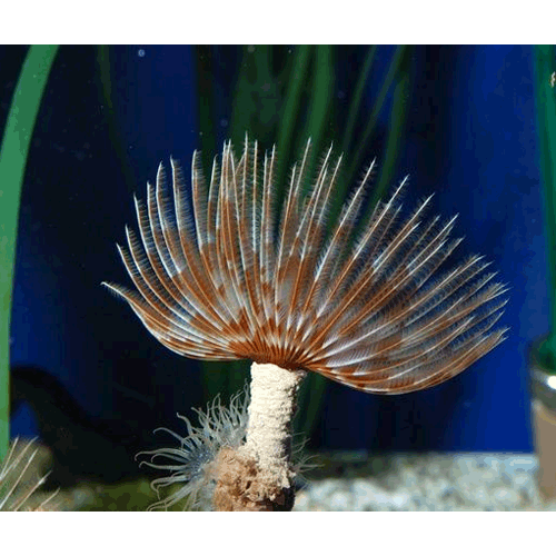 Семейство Sabellariidae фото