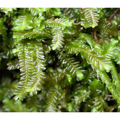 Семейство Saccogynaceae фото