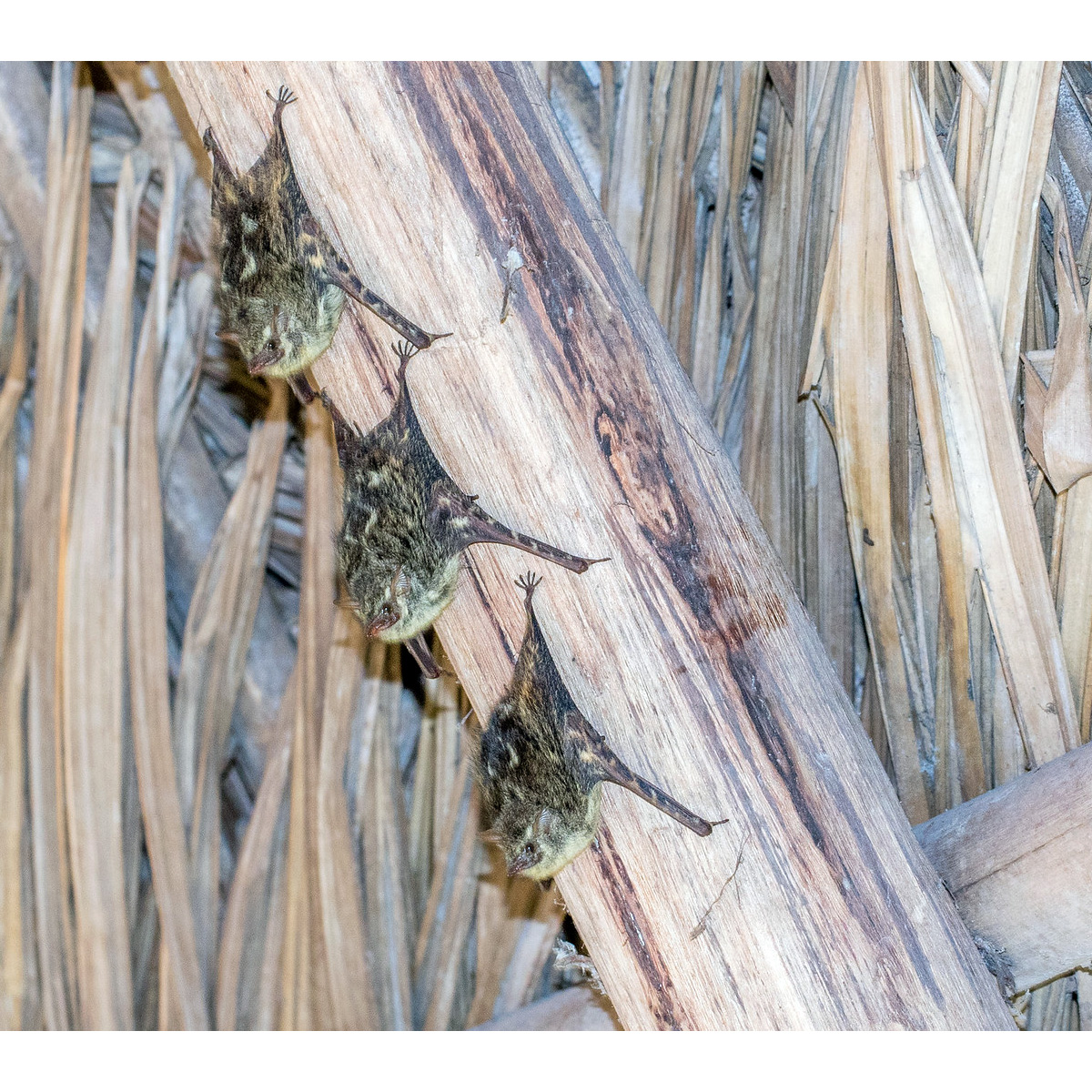 Двулинейный мешкокрыл (Saccopteryx bilineata) Фото №8