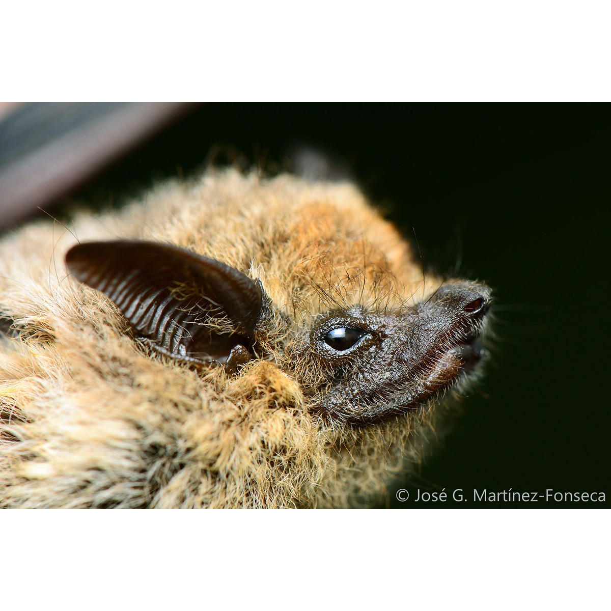 Седой мешкокрыл (Saccopteryx canescens) Фото №10