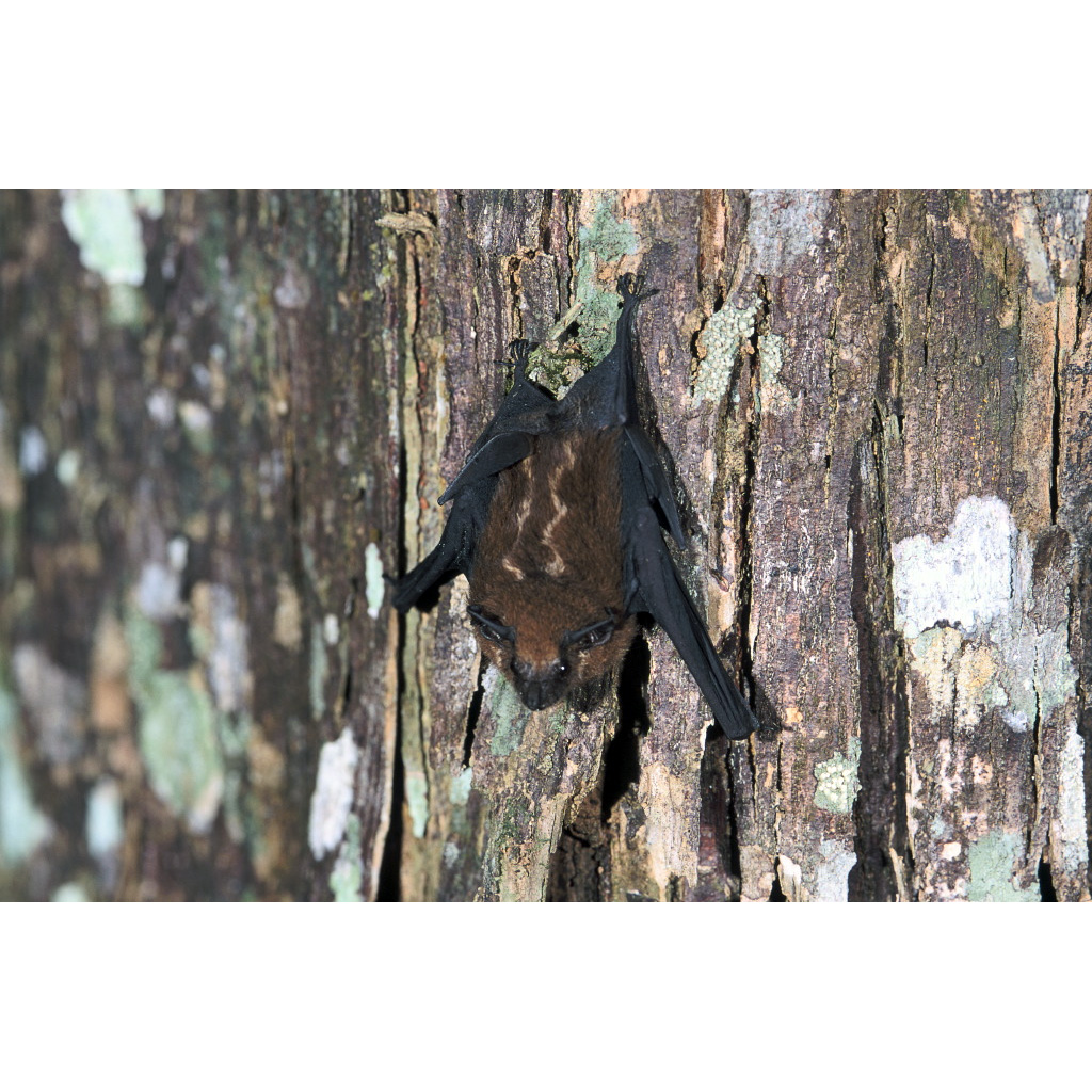 Седой мешкокрыл (Saccopteryx canescens) Фото №3