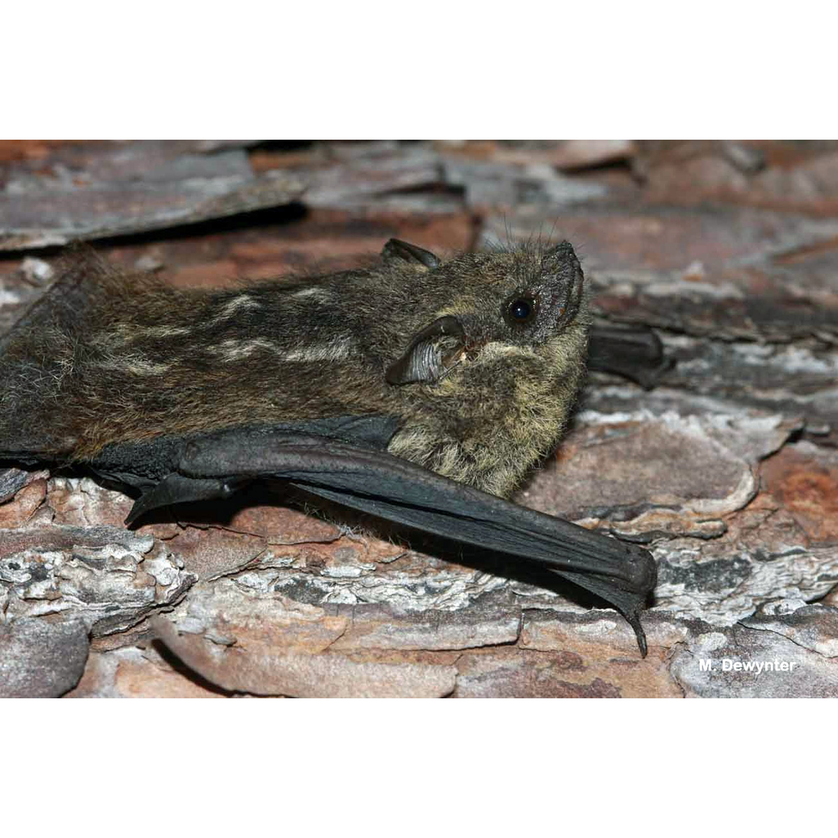 Седой мешкокрыл (Saccopteryx canescens) Фото №5