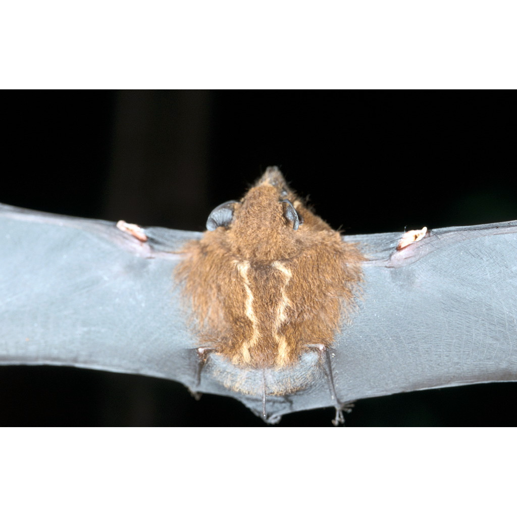 Седой мешкокрыл (Saccopteryx canescens) Фото №6
