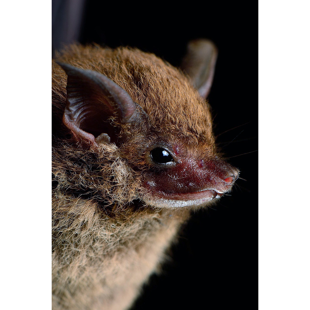 Малый мешкокрыл (Saccopteryx leptura) Фото №10