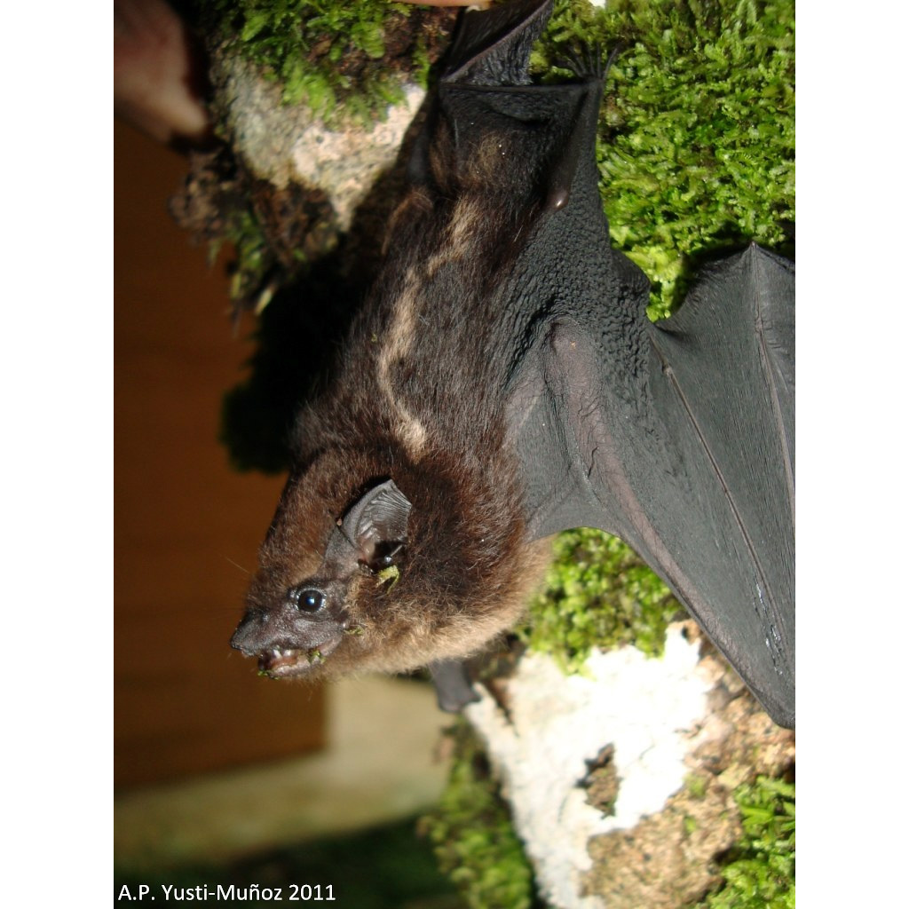 Малый мешкокрыл (Saccopteryx leptura) Фото №2