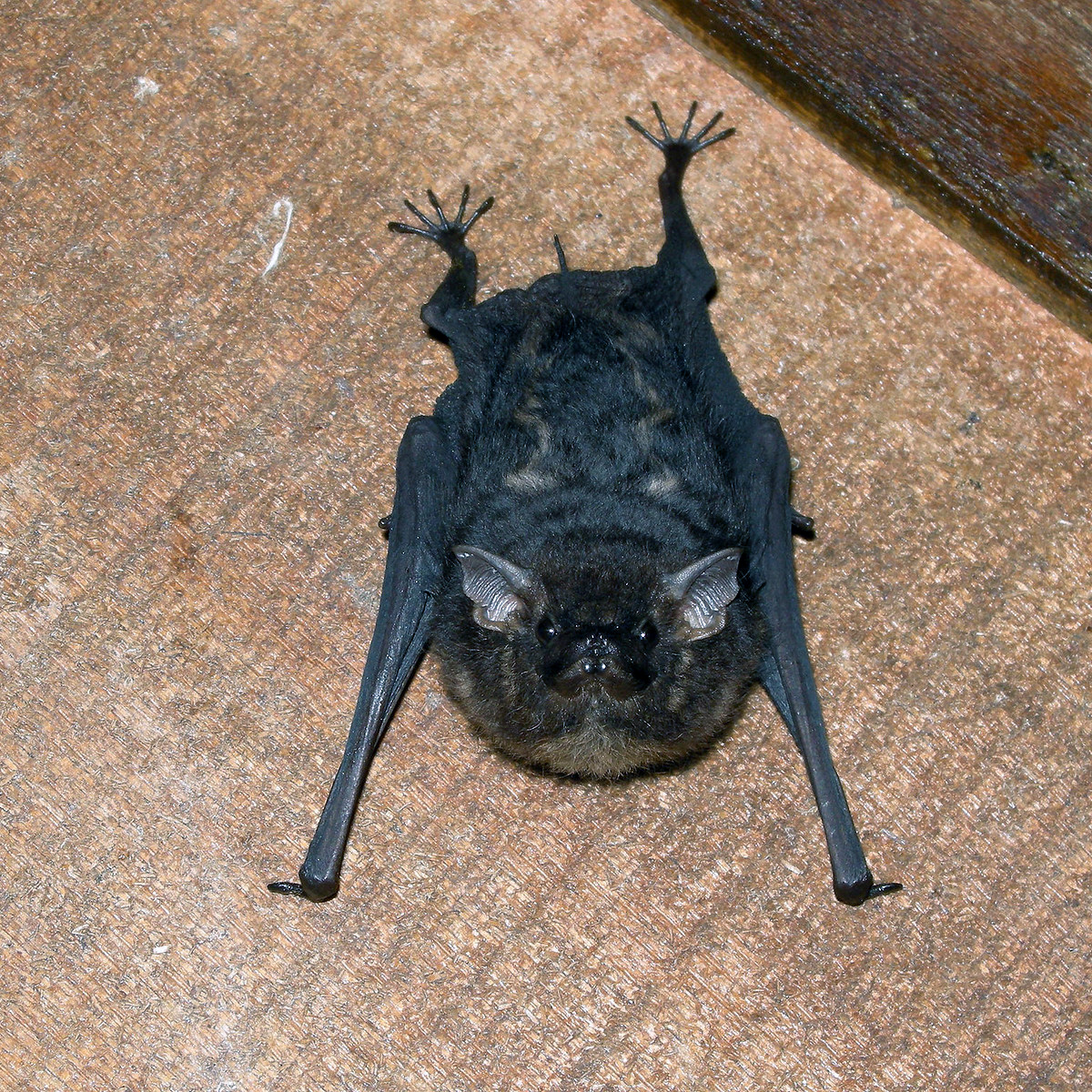 Малый мешкокрыл (Saccopteryx leptura) Фото №5