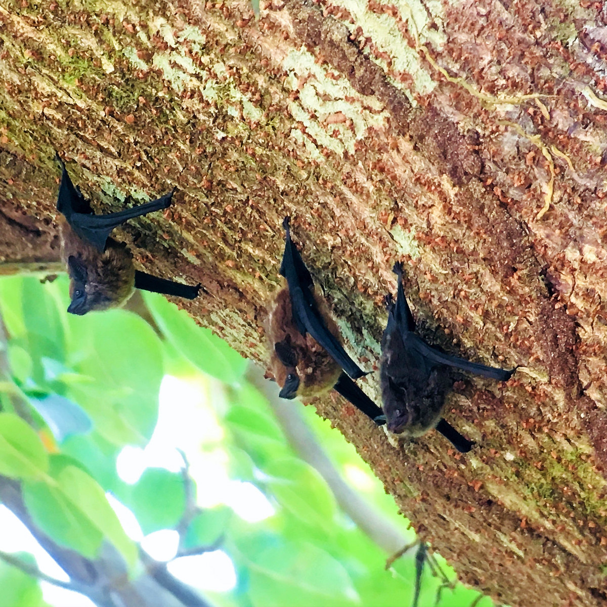Малый мешкокрыл (Saccopteryx leptura) Фото №7