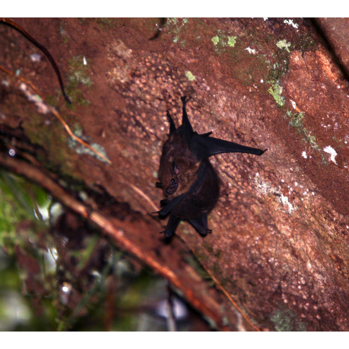 Малый мешкокрыл (Saccopteryx leptura) Фото №9