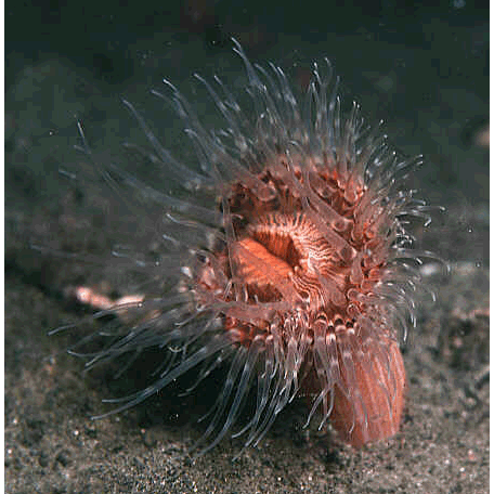 Семейство Sagartiidae  фото