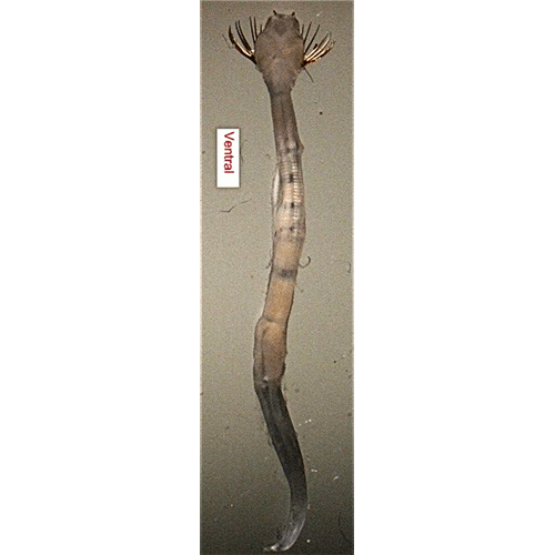 Семейство Sagittidae фото