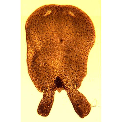 Семейство Sagittiferidae  фото