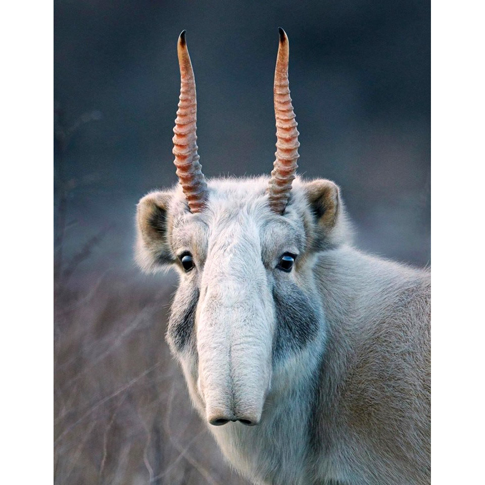 Saiga tatarica Фото №10