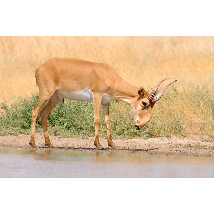 Saiga tatarica Фото №2