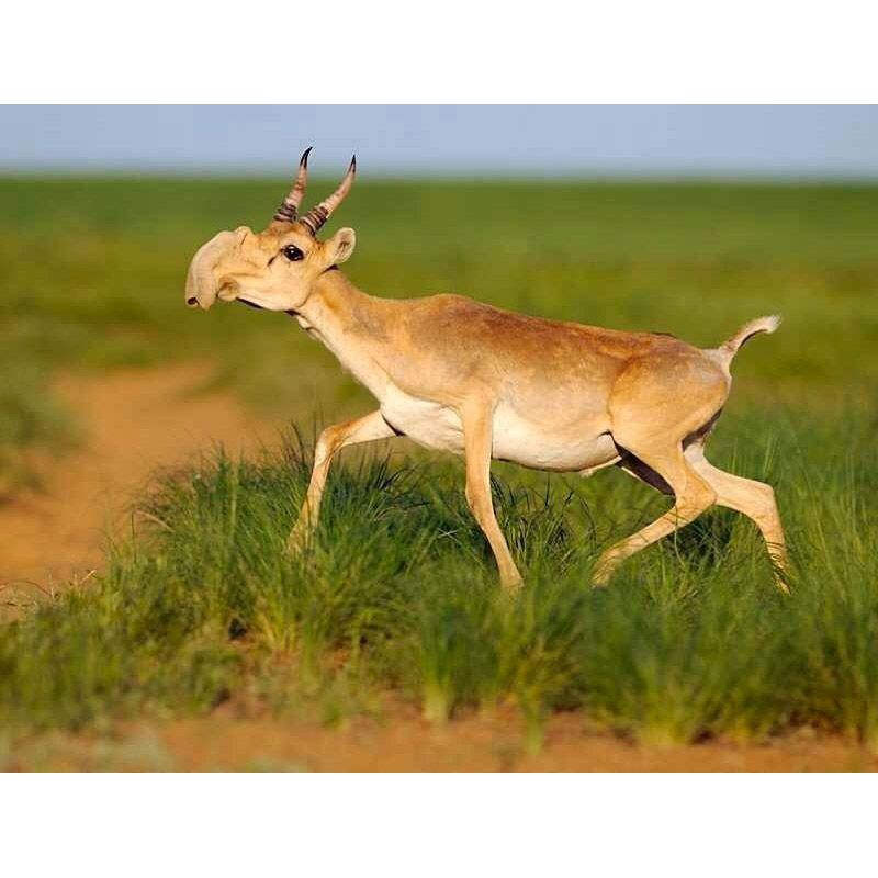 Saiga tatarica Фото №3